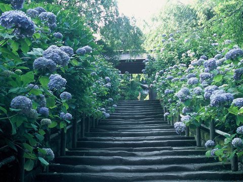 明月院あじさいイメージ