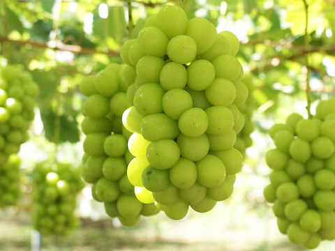 Shinemuscat 735x480 001