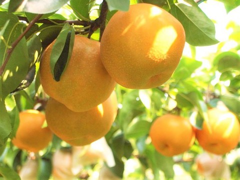 日帰り 名古屋発の食べ放題 国内旅行を検索 比較 予約 トラベルjp