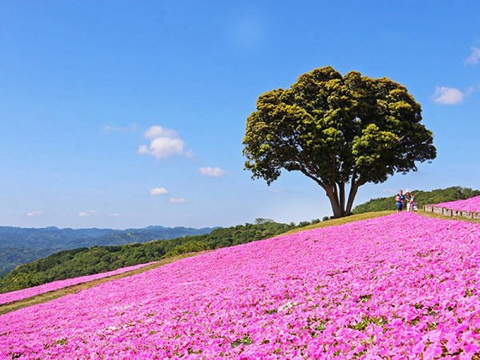 日帰り マザー牧場 日帰り 国内旅行 国内ツアーを格安人気プランから検索 比較 予約 Lineトラベルjp