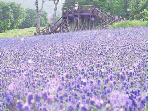 たんばらラベンダーイメージ