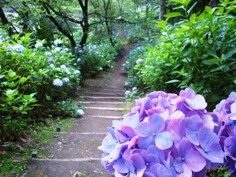 猿橋公園あじさいイメージ
